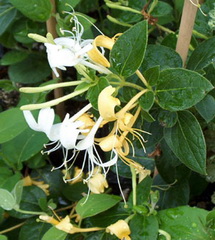 پیچ امین الدوله